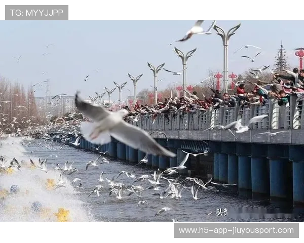 海鸥或尝试利用中路渗透打破僵局